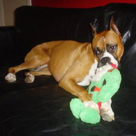 Picture of an american boxer chewing a cushion
