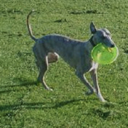 A picture of Rodney with a frisbee
