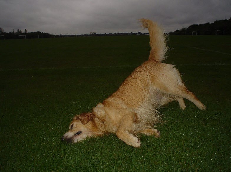 Golden Retriever  lying on the field, nose in air