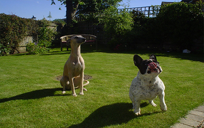 dog boarding, two dogs begging for a treat in the garden