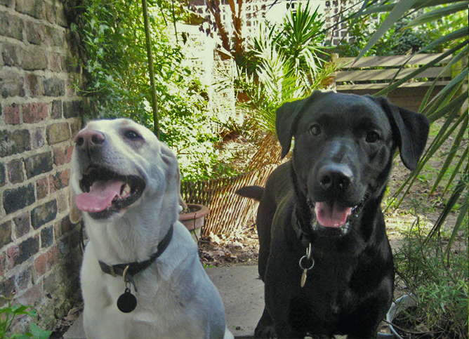 Two dogs in the garden smiling