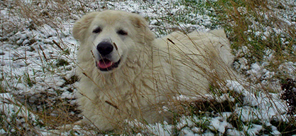 Labrador in the snow