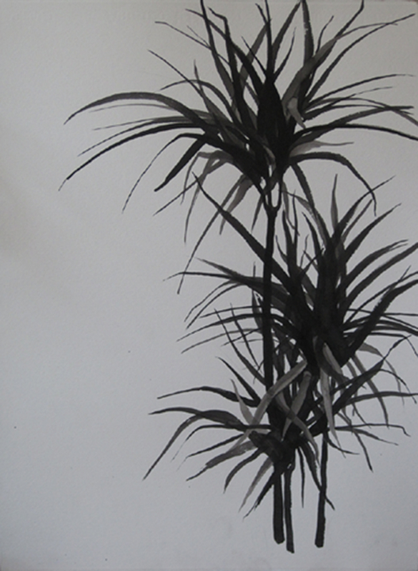 katherine's tall plant, 2012, ink on paper, 76 x 56 cm