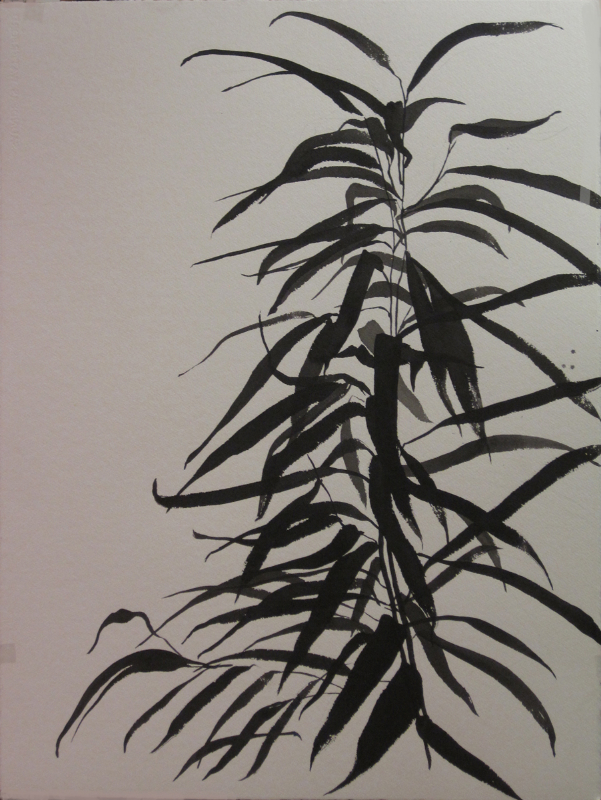 K's plants2, 2012, ink on paper, 76 x 56 cm